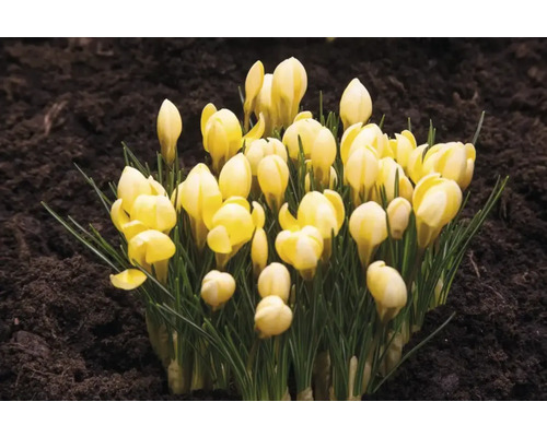 Gula krokusar i trädgårdsjord