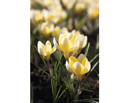 Gula krokusar i trädgårdsrabatten