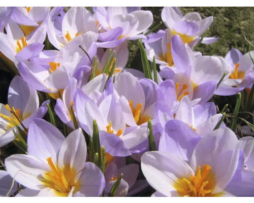 Närbild av krokusar