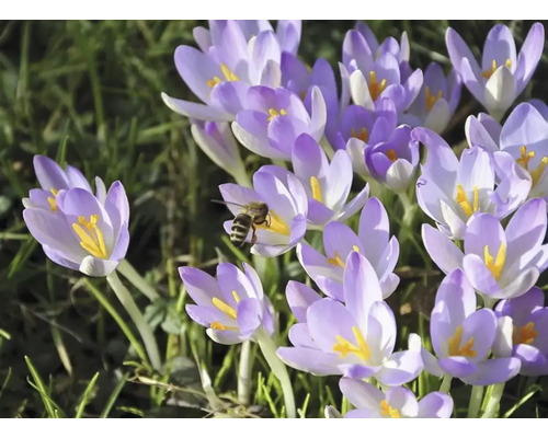 Närbild av krokusar med ett bi