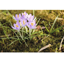Krokusblommor i trädgårdsrabatten