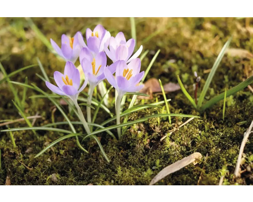 Krokusblommor i trädgårdsrabatten