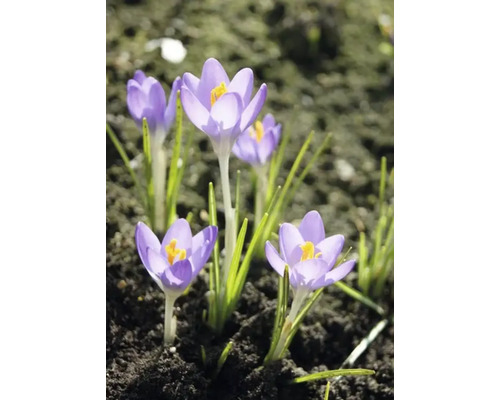 Krokusar i en trädgårdsrabatt