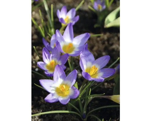 Närbild av krokusar i en trädgårdsbädd