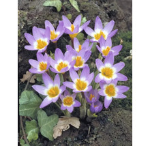 Närbild av tidlösa med blommor