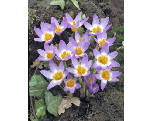 Närbild av tidlösa med blommor