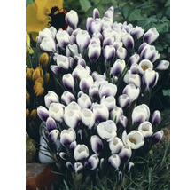 Grupp av krokusar med vita och lila blommor i trädgården.
