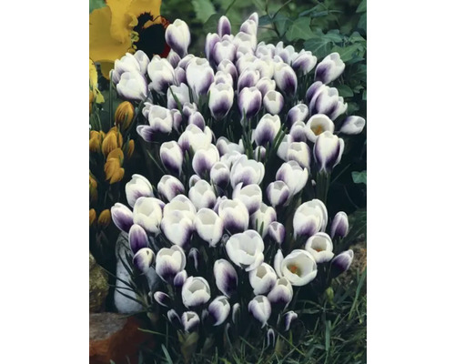 Grupp av krokusar med vita och lila blommor i trädgården.