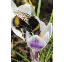 Humla på krokusblomma