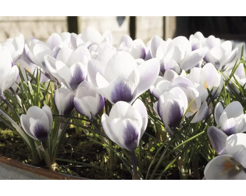 Närbild av krokusar i vårträdgården