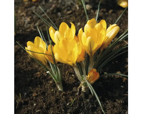 Gula krokusar i trädgårdsrabatten