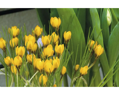 Gula krokusar i rabatten