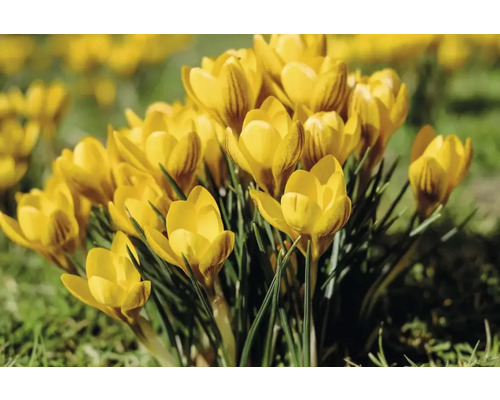 Gula krokusar i trädgårdsrabatten