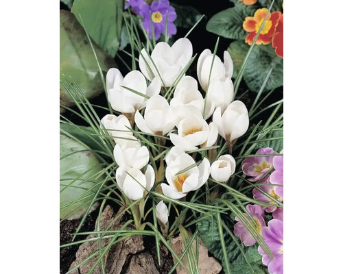 Grupp av vita krokusar i en trädgårdsbädd