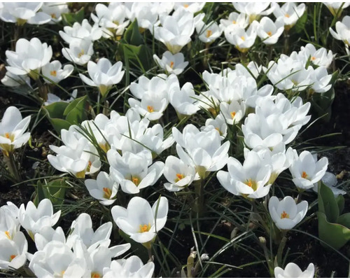 Närbild av vita krokusar i trädgården