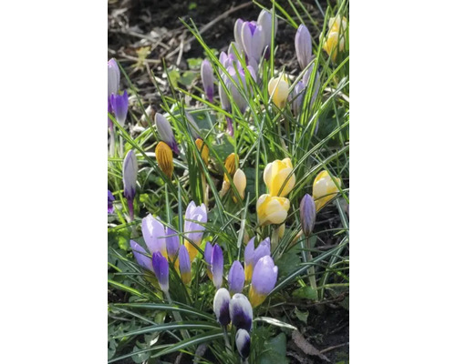 Krokusar med gröna blad i trädgården