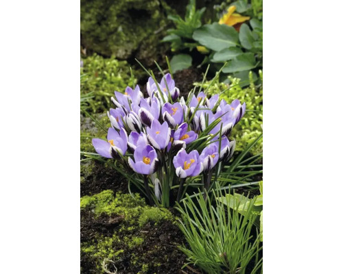 Närbild av en grupp lila krokusar i trädgården