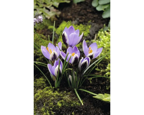 Närbild av krokusar med ljuslila kronblad och mörka markeringar på en jordyta med mossa.