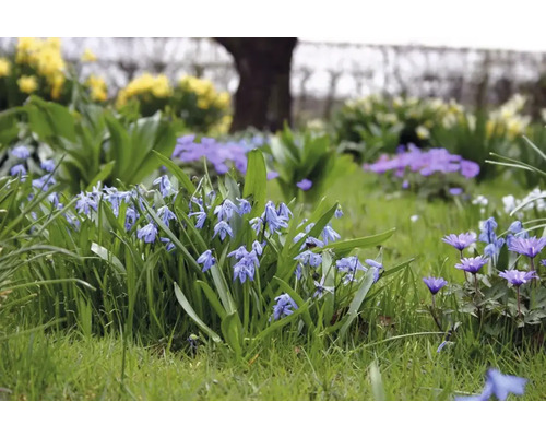 Blomsterbädd med blåstjärnor och vitsippor i trädgården