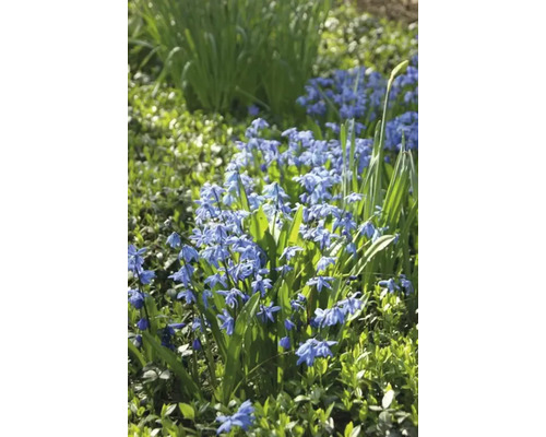 Blommande Scilla växter i trädgården