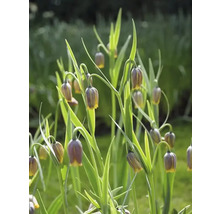 Fritillaria Uva-Vulpis blommor i trädgårdsrabatten.