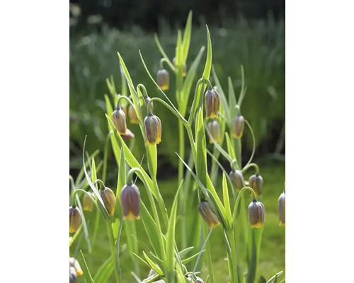 Fritillaria Uva-Vulpis blommor i trädgårdsrabatten.