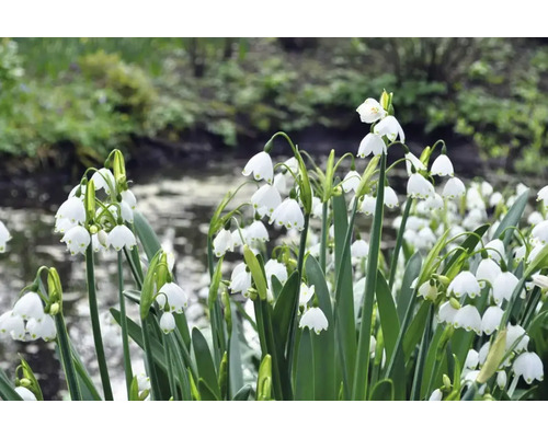Sommarsnöklockor i trädgården