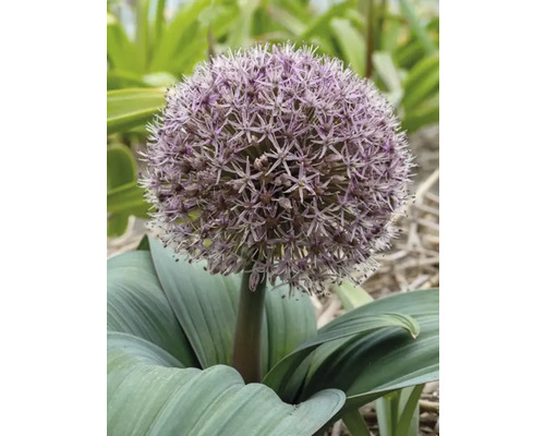 Blommande prydnadslök i trädgården