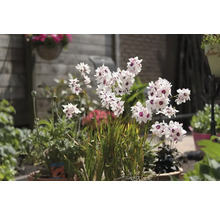 Blommande Sparaxis i trädgården