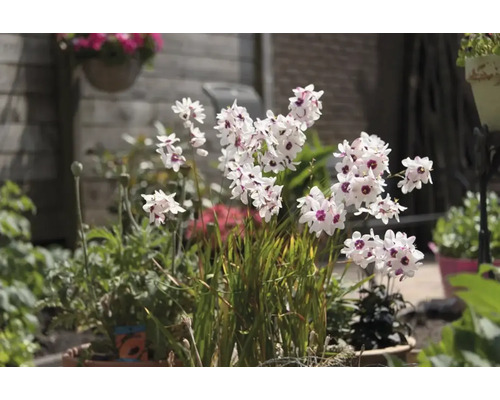 Blommande Sparaxis i trädgården