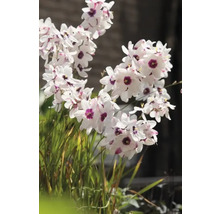 Blommande Dietes grandiflora-växt med vita kronblad och lila centra.