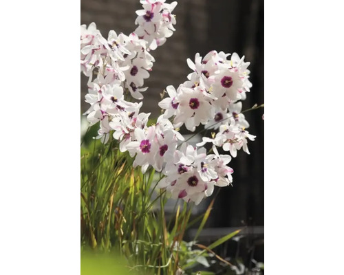 Blommande Dietes grandiflora-växt med vita kronblad och lila centra.