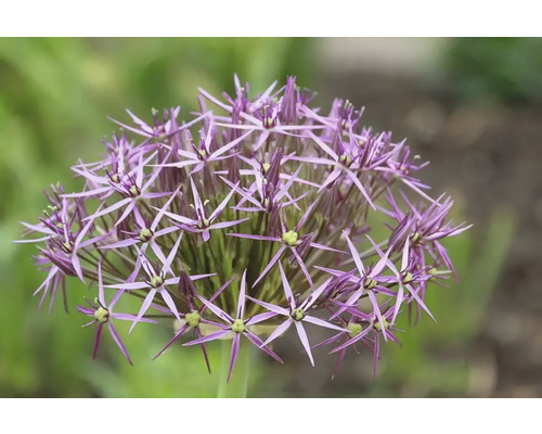 Närbild av en lila prydnadslöksblomma