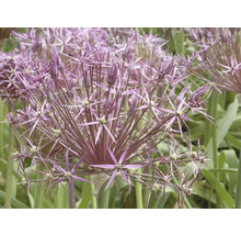 Närbild av en blommande Allium-växt i trädgården
