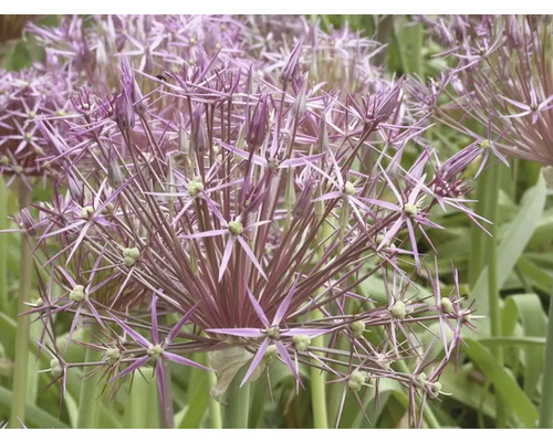 Närbild av en blommande Allium-växt i trädgården