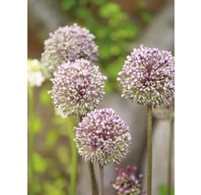 Närbild av prydnadslöksblommor