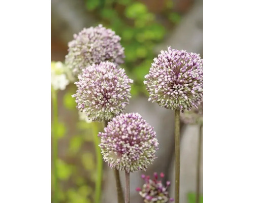 Närbild av prydnadslöksblommor