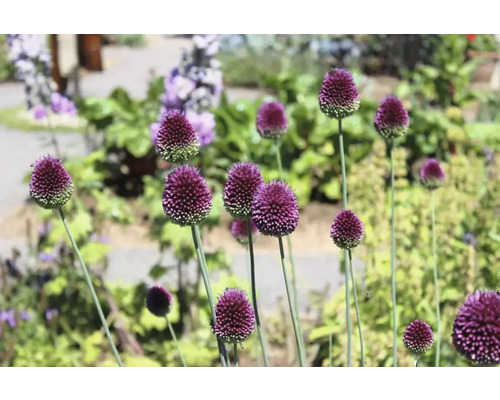 Blommande prydnadslök i trädgårdsrabatt