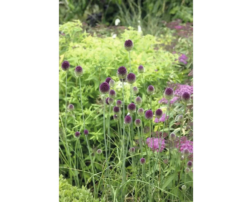 Prydnadslök i trädgårdsrabatt