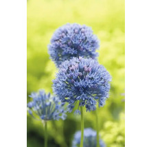 Allium i trädgården