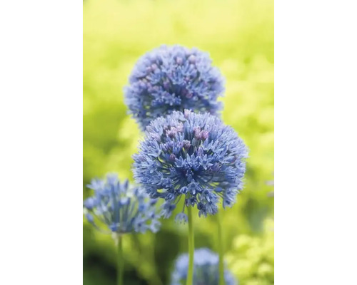 Allium i trädgården