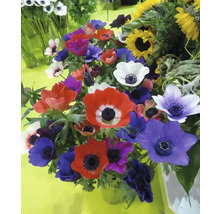 Blombukett med anemoner och solrosor