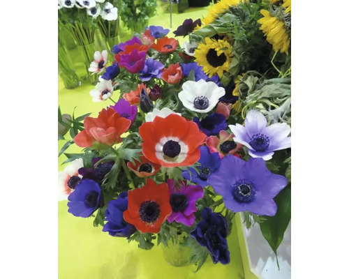 Blombukett med anemoner och solrosor