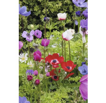 Färgglada anemonblommor i en trädgårdslandskap.