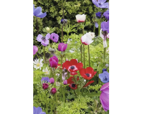 Färgglada anemonblommor i en trädgårdslandskap.