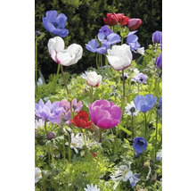 Blommande anemoner i olika färger i trädgården.