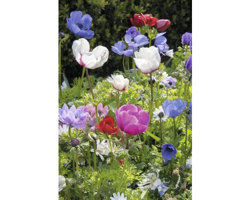 Blommande anemoner i olika färger i trädgården.
