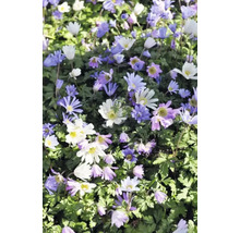 Blomsterhav med vitsippor i vitt och lila