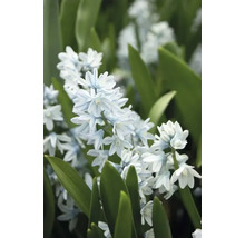 Närbild av en blomma av släktet Scilla bifolia med gröna blad