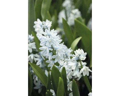 Närbild av en blomma av släktet Scilla bifolia med gröna blad